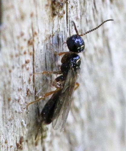 Réf. 336 048 : Histeromerus mystacinus